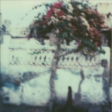 Julia Thalhofer Tree (Pushkaer, Indien, 2013).JPG