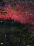 Hommage to Monet (2006)