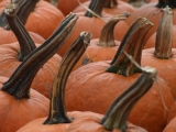 Punkin stems (2009)