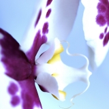 Orchid: Eros