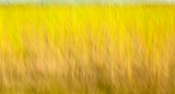 Yellow Fields