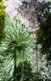 Deep-Green-2019.jpg