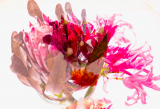 Protea-2019.jpg