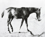 1878_The horse in motion.jpg