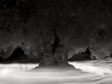 Ugo Ricciardi Olive tree #1 Apulia 2016.jpg