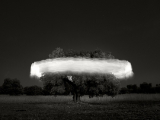 Ugo Ricciardi Olive tree and wheat field Apulia 2016.jpg